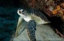 A small hawksbill sea turtle admires himself in the dome ... by Becky Kagan 